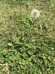 Taraxacum