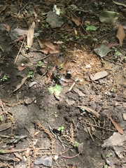 Pterygota