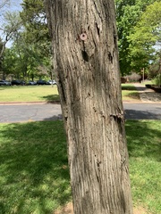 Juniperus virginiana