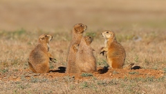 Cynomys ludovicianus