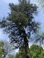 Juniperus virginiana