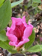 Rhododendron catawbiense