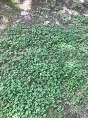 Trifolium repens