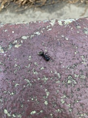 Camponotus pennsylvanicus