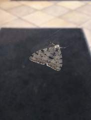 Lepidoptera