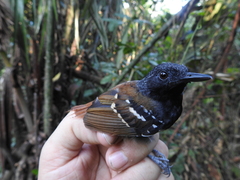 Sciaphylax hemimelaena