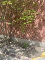 Magnoliopsida