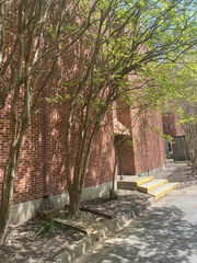 Magnoliopsida