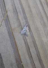 Lepidoptera