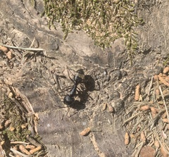 Camponotus pennsylvanicus