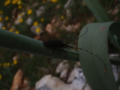 Agapanthia asphodeli