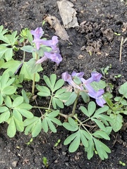 Corydalis solida