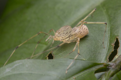 Scytodes pallida