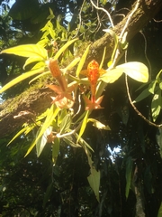 Columnea schiedeana