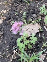 Corydalis solida