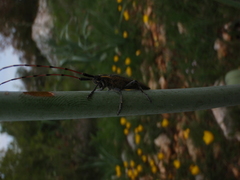 Agapanthia asphodeli