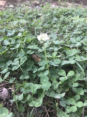 Trifolium repens