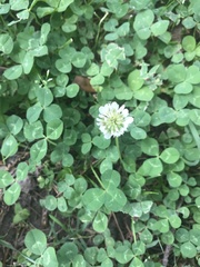 Trifolium repens