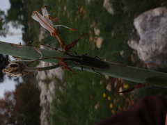 Agapanthia asphodeli