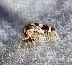Cyrtolobus tuberosus