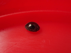 Lamprobyrrhulus nitidus