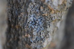 Alyxoria varia
