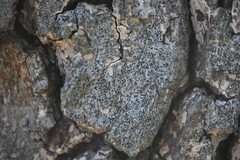 Alyxoria varia