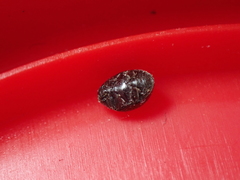 Lamprobyrrhulus nitidus