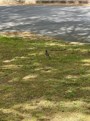 Turdus migratorius