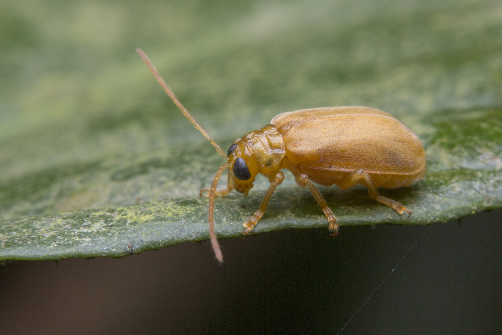 Pseudosastra