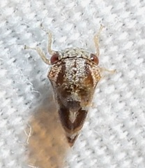Cyrtolobus tuberosus