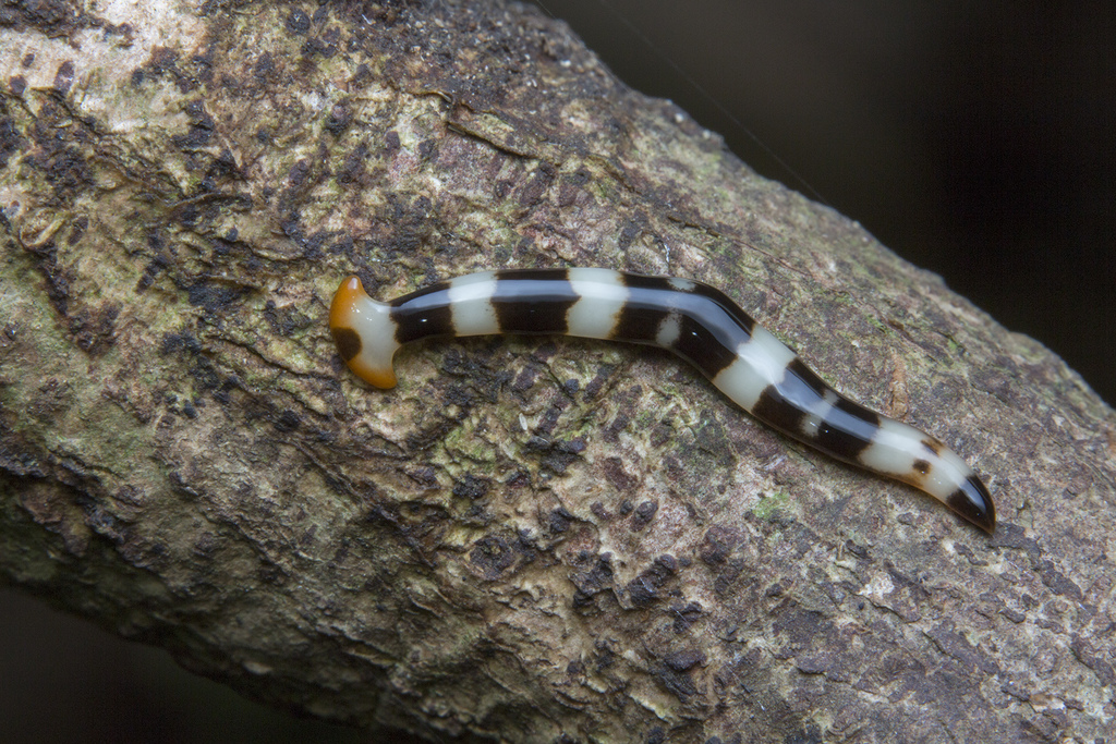 Diversibipalium engeli