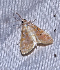 Leucochroma corope