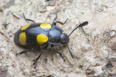 Episcapha xanthopustulata