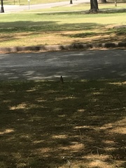 Turdus migratorius