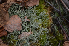 Cladonia multiformis