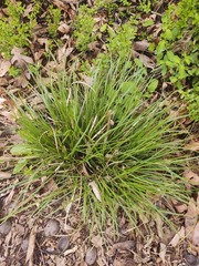 Lolium perenne perenne