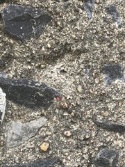 Acariformes