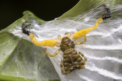 Phrynarachne ceylonica