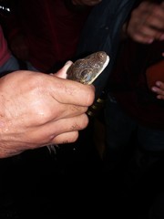 Caiman crocodilus fuscus