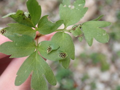 Puccinia adoxae