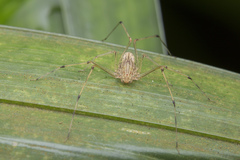 Scytodes pallida