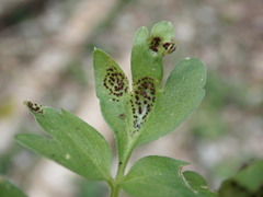 Puccinia adoxae