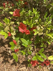 Magnoliopsida