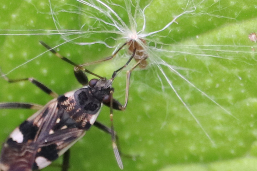coastal groundbug, photo 5 of 8