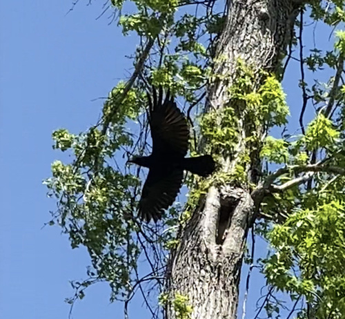 Common Raven photographed in Tennessee