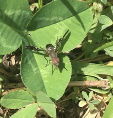Delphinia picta
