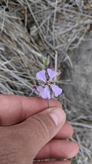 Hesperidanthus linearifolius