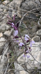 Hesperidanthus linearifolius