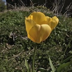 Tulipa gesneriana